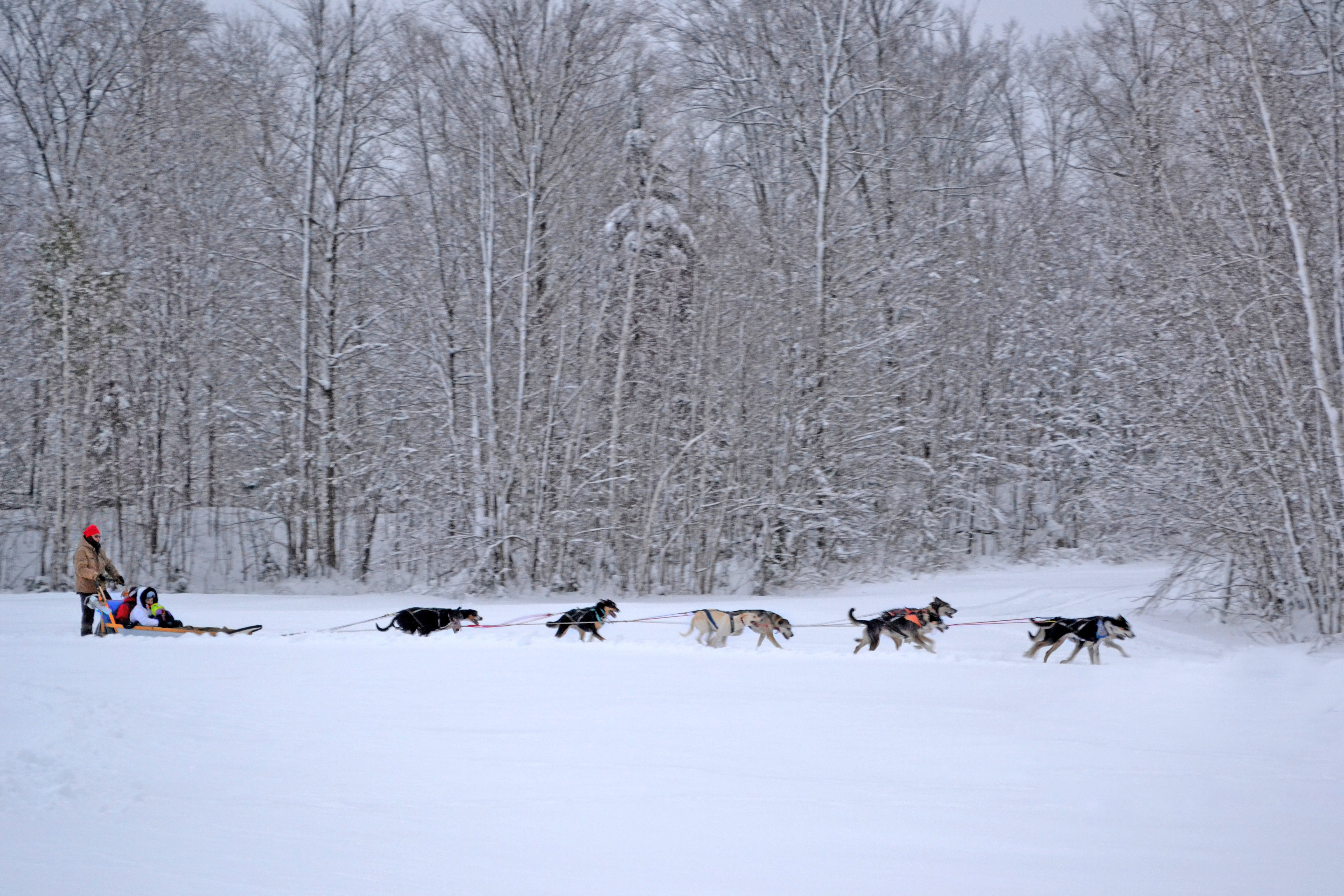 Dogsledding on a snowy field with trees in the background