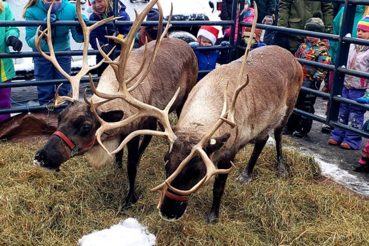 Image of Very Merry Waterbury Holiday Events
